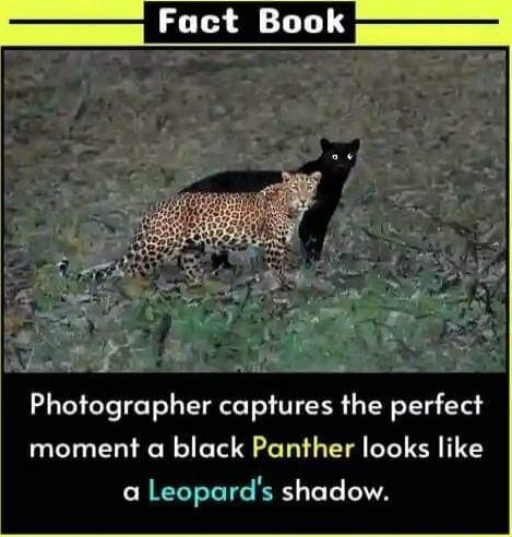 Fact Book i 3 Photographer captures the perfect moment a black Panther looks like a Leopards shadow