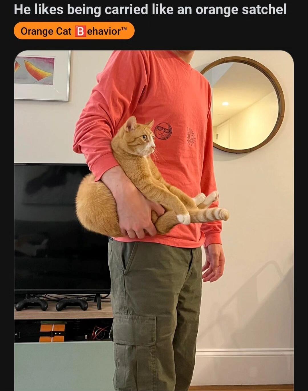He likes being carried like an orange satchel range Cat Jehavio