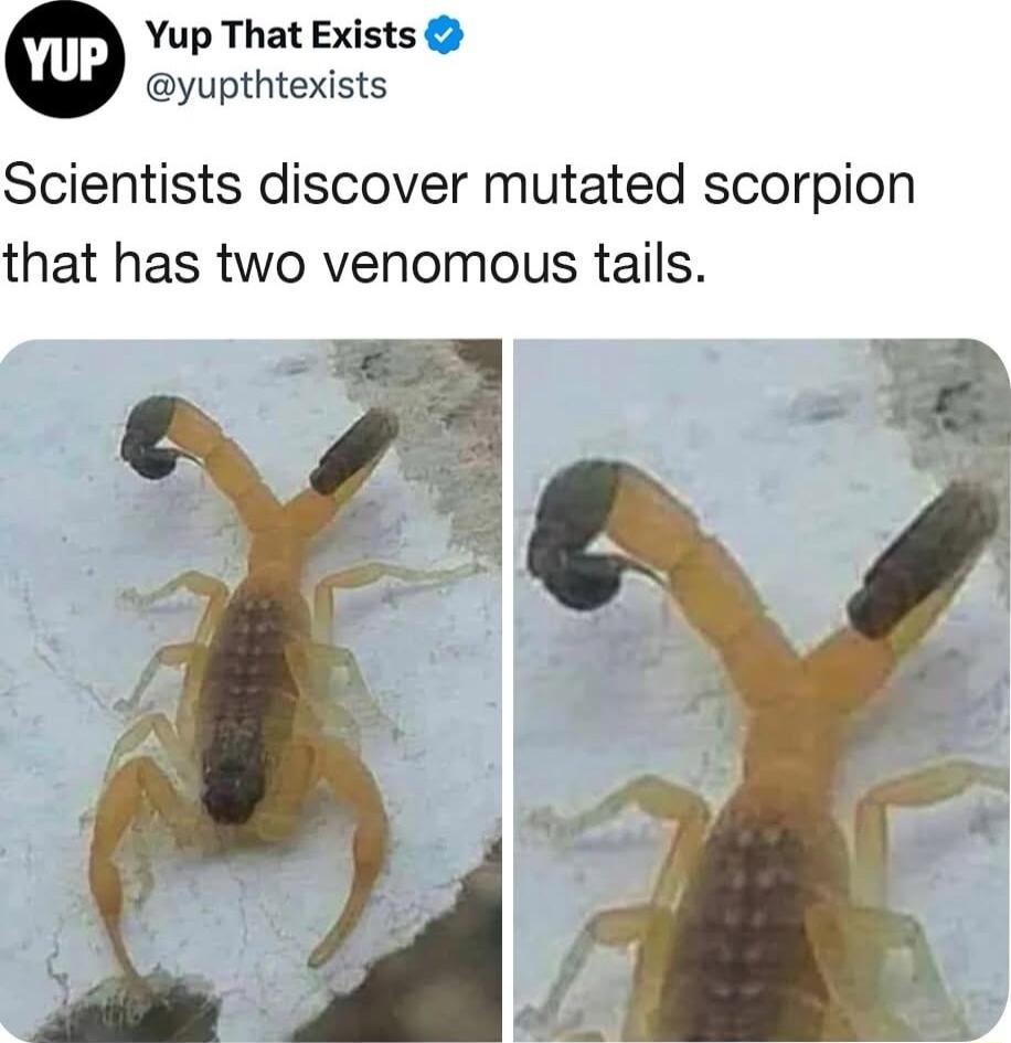 Yup That Exists yupthtexists Scientists discover mutated scorpion that has two venomous tails