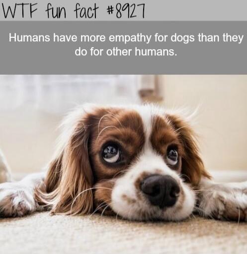 WTF fun fact #8927 Humans have more empathy for dogs than they do for other humans.
