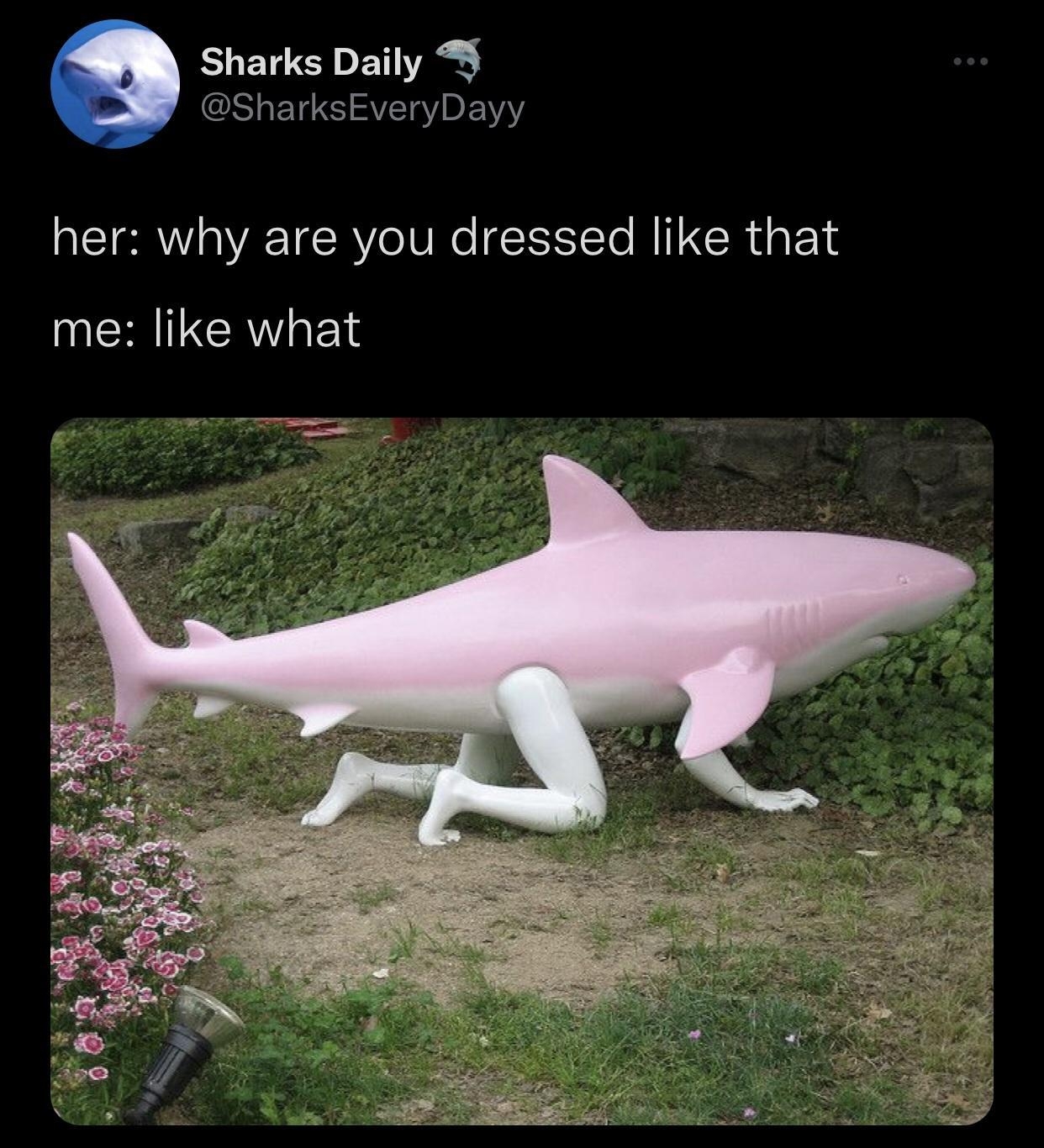 Sharks Daily harksEveryDayy her why are you dressed like that me like what 844 PM 2022 08 31 Twitter Web App Ao CREEROR P TCIER TEEICE T 1 QREE