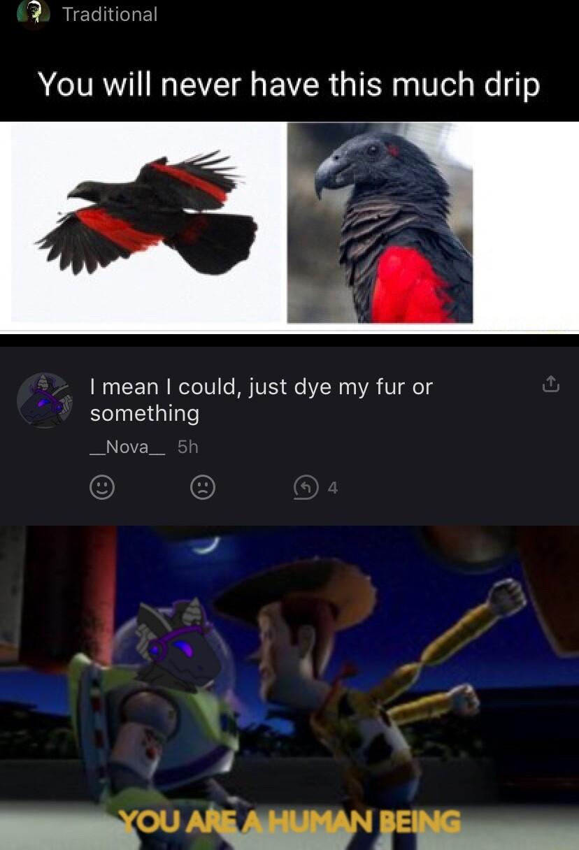 T You will never have this much drip I mean could just dye my fur or something Nova 4 y R L i h