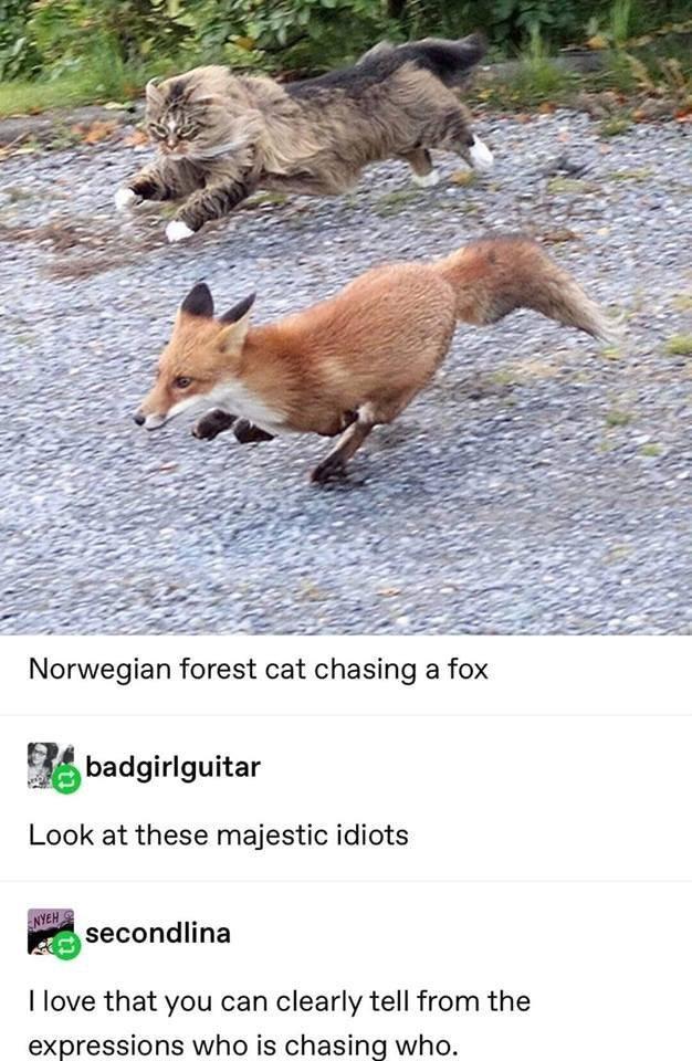 Norwegian forest cat chasing a fox badgirlguitar Look at these majestic idiots 5 secondlma love that you can clearly tell from the expressions who is chasing who