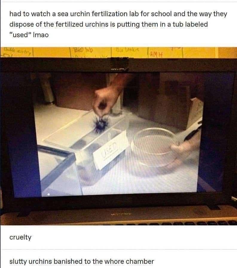 had to watch a sea urchin fertilization lab for school and the way they dispose of the fertilized urchins is putting them in a tub labeled used Imao cruelty slutty urchins banished to the whore chamber 13809 notes 0 2 Q0