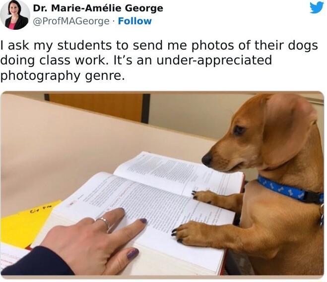Dr Marie Amlie George L 4 ProfMAGeorge Follow ask my students to send me photos of their dogs doing class work Its an under appreciated photography genre