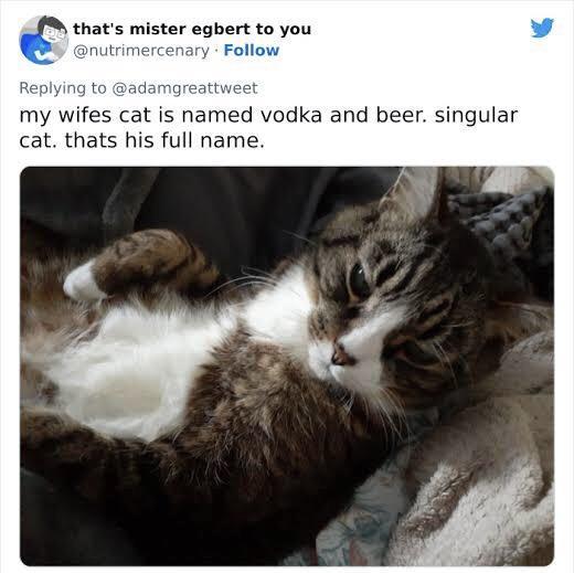 I thats mister egbert to you my wifes cat is named vodka and beer singular cat thats his full name