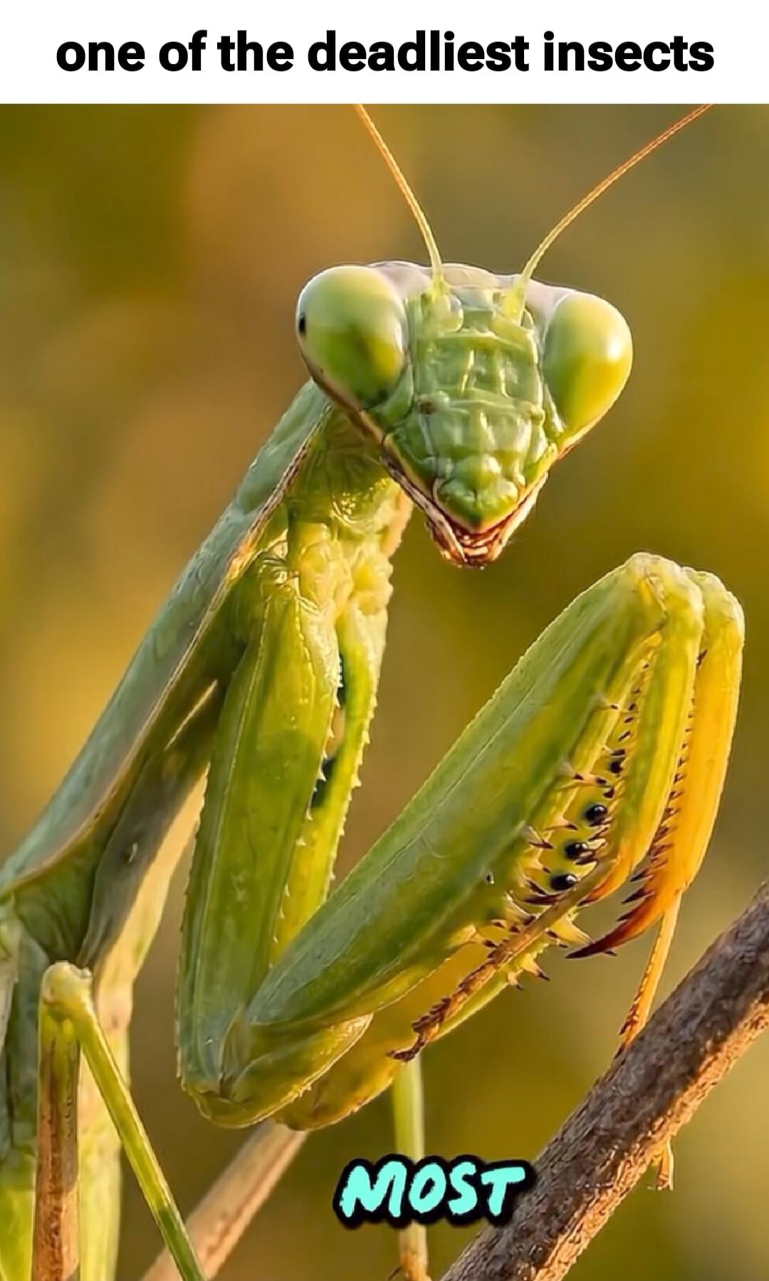 one of the deadliest insects MOST