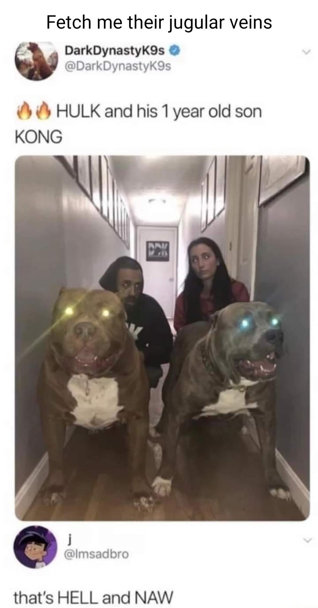 Fetch me their jugular veins DarkDynastyK9s w DarkD y HULK and his 1 year old son y KONG thats HELL and NAW