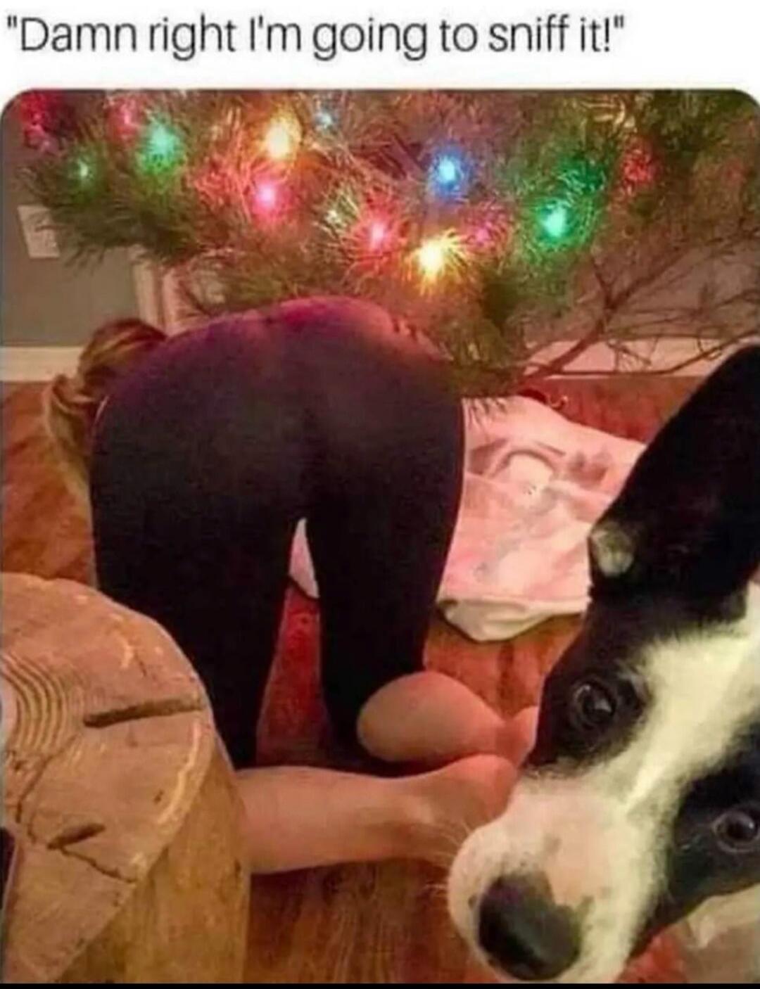 Damn right I'm going to sniff it!