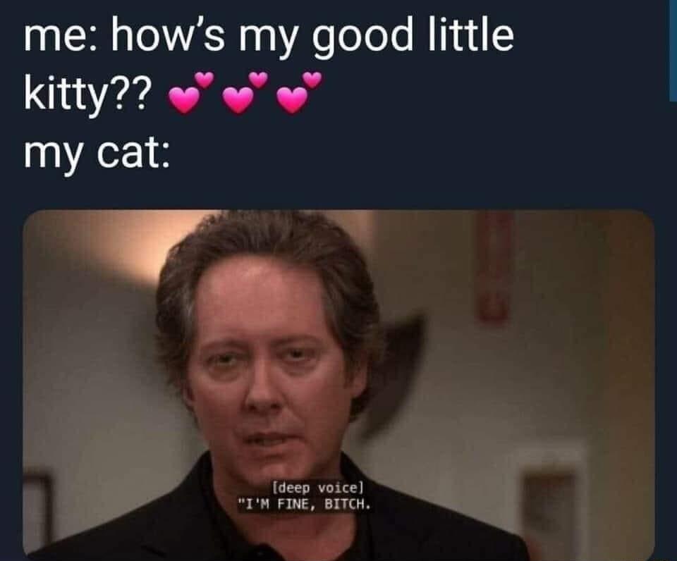 me hows my good little kitty w w my cat W C