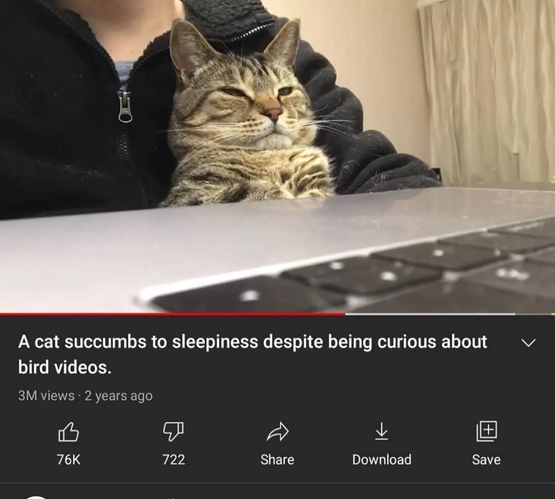 A cat succumbs to sleepiness despite being curious about bird videos.