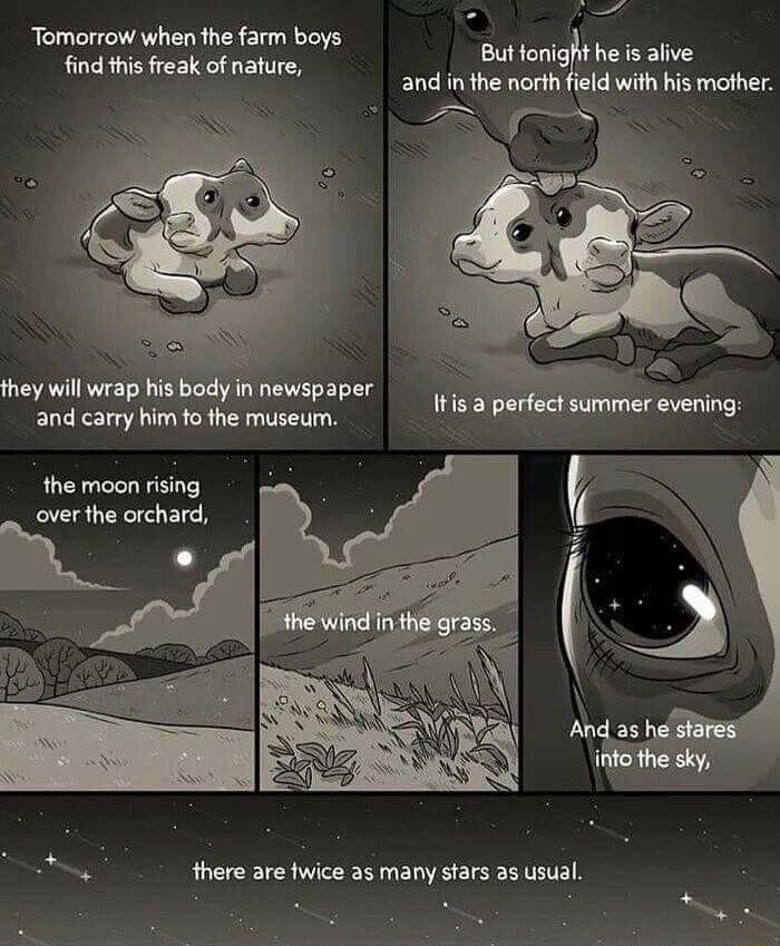 Butfonight he s alive and in the north field with his mother Tomorrow when fhe farm boys find this reak of nafure and carry him fo the museum overthe orchard R S there are fwice as many stars as usual E e e S B