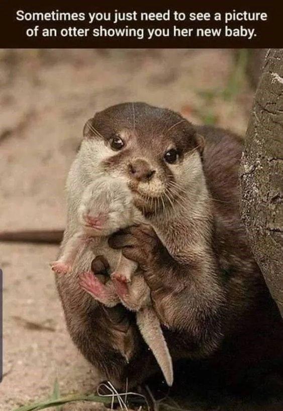 Sometimes you just need to see a picture of an otter showing you her new baby