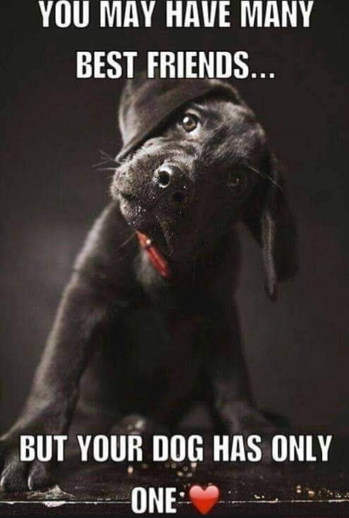 YOU MAY HAVE MANY BEST FRIENDS... BUT YOUR DOG HAS ONLY ONE ❤️