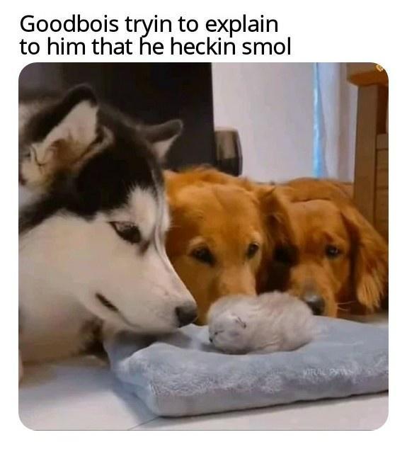 Goodbois tryin to explain to him that he heckin smol