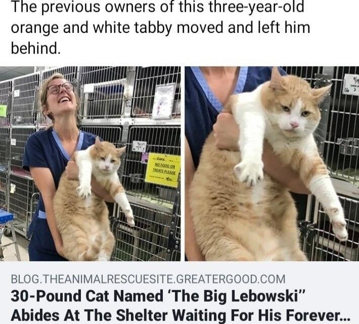 The previous owners of this three year old orange and white tabby moved and left him behind BLOGTHEANIMALRESCUESITEGREATERGOODCOM 30 Pound Cat Named The Big Lebowski Abides At The Shelter Waiting For His Forever