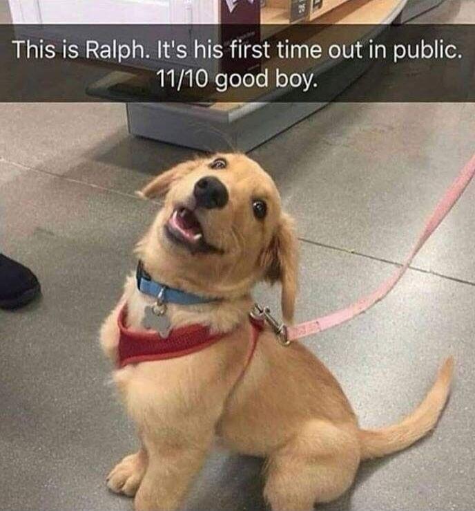 This is Ralph. It's his first time out in public. 11/10 good boy.