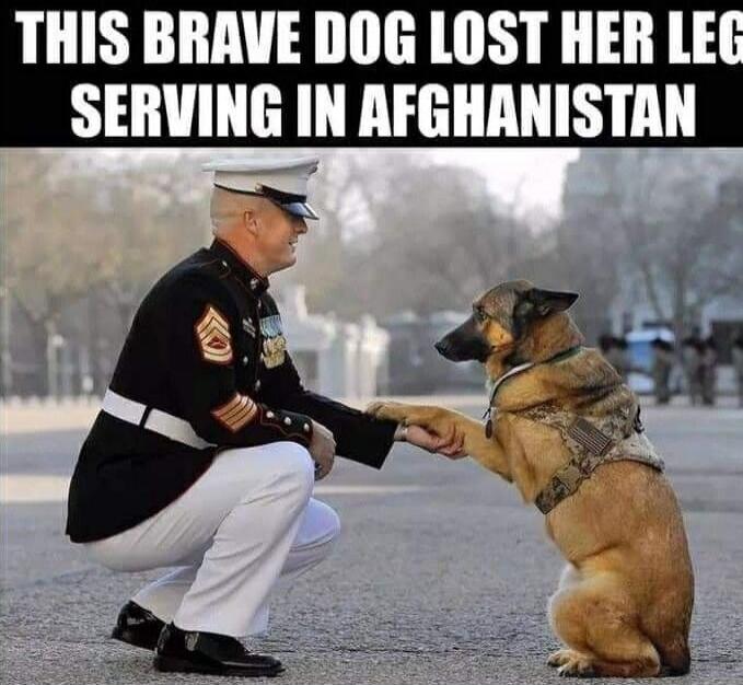THIS BRAVE DOG LOST HER LEG SERVING IN AFGHANISTAN