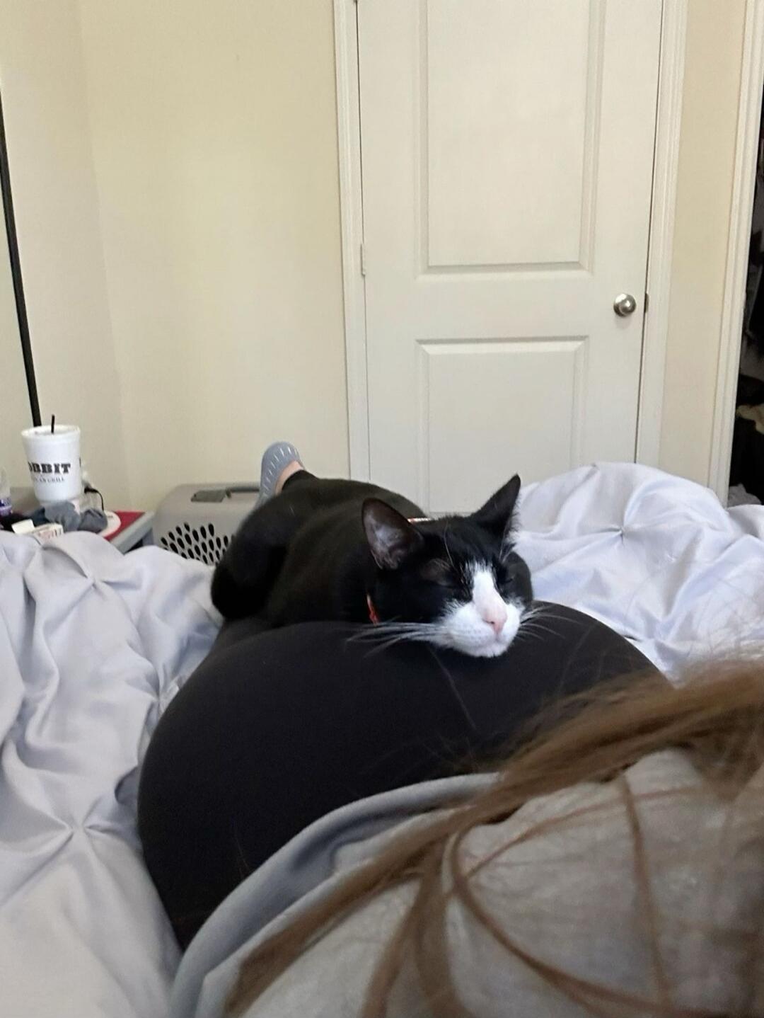 A black-and-white cat resting on a person's back as they lie on a bed.