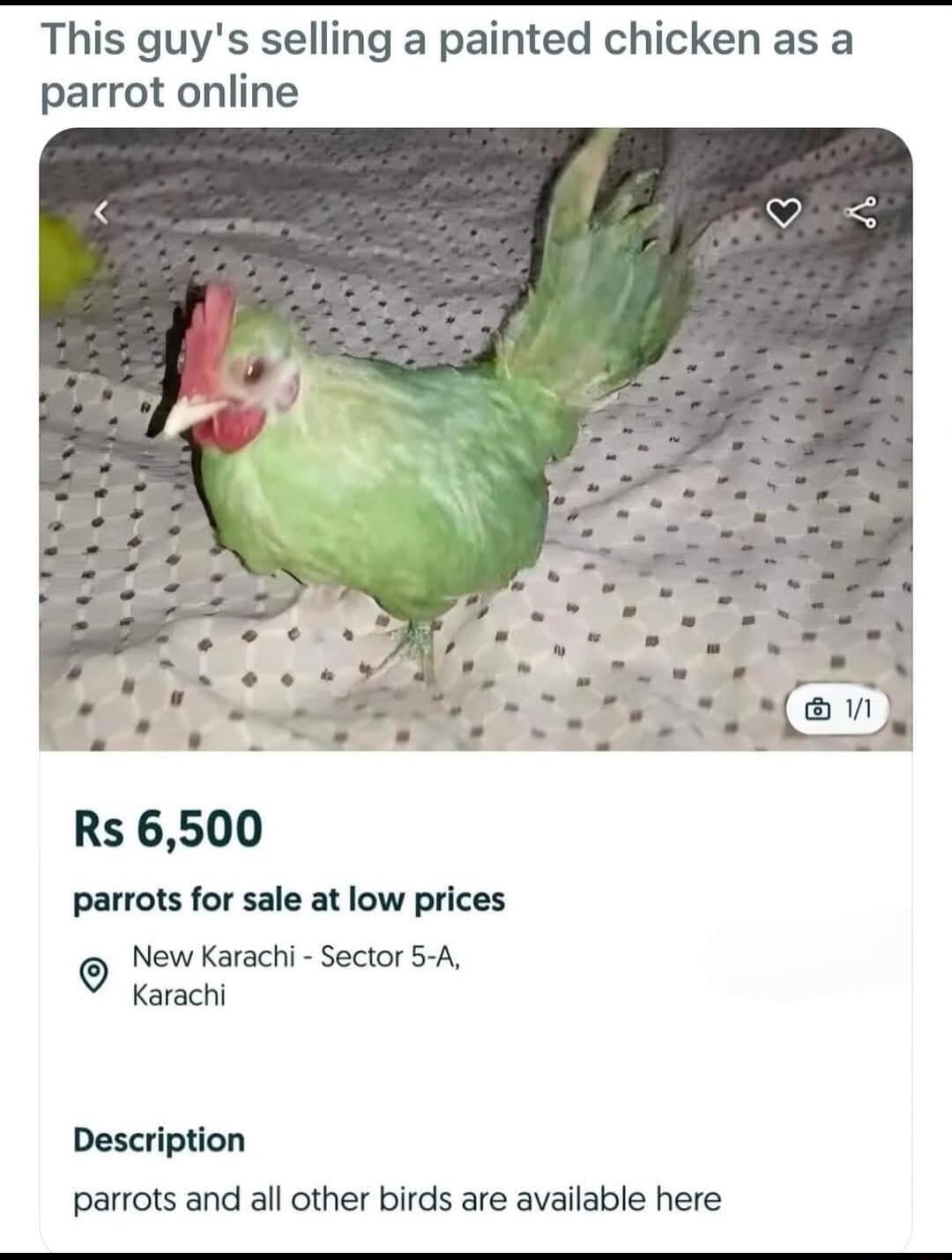 This guys selling a painted chicken as a parrot online Rs 6500 parrots for sale at low prices NewKarachi Sector S 4 Karachi Description parrots and all other birds are available here