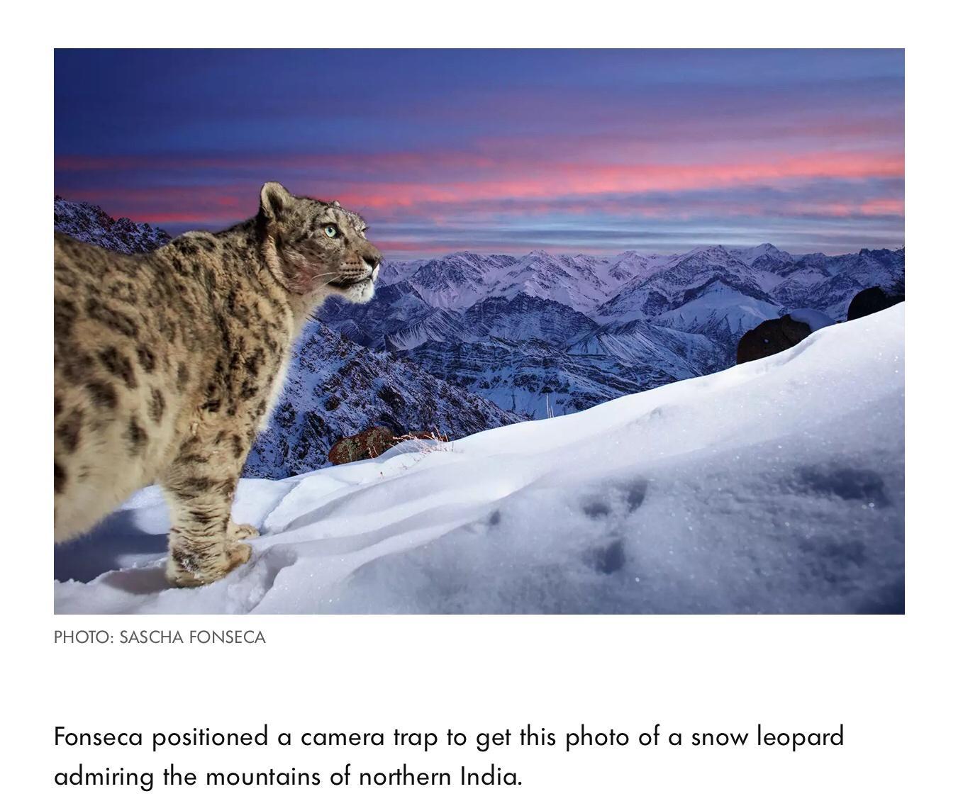 Fonseca posifioned camera frap fo get this photo of a snow leopard admiring the mountains of norther Indic