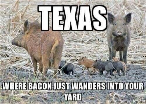 TEXAS WHERE BACON JUST WANDERS INTO YOUR YARD