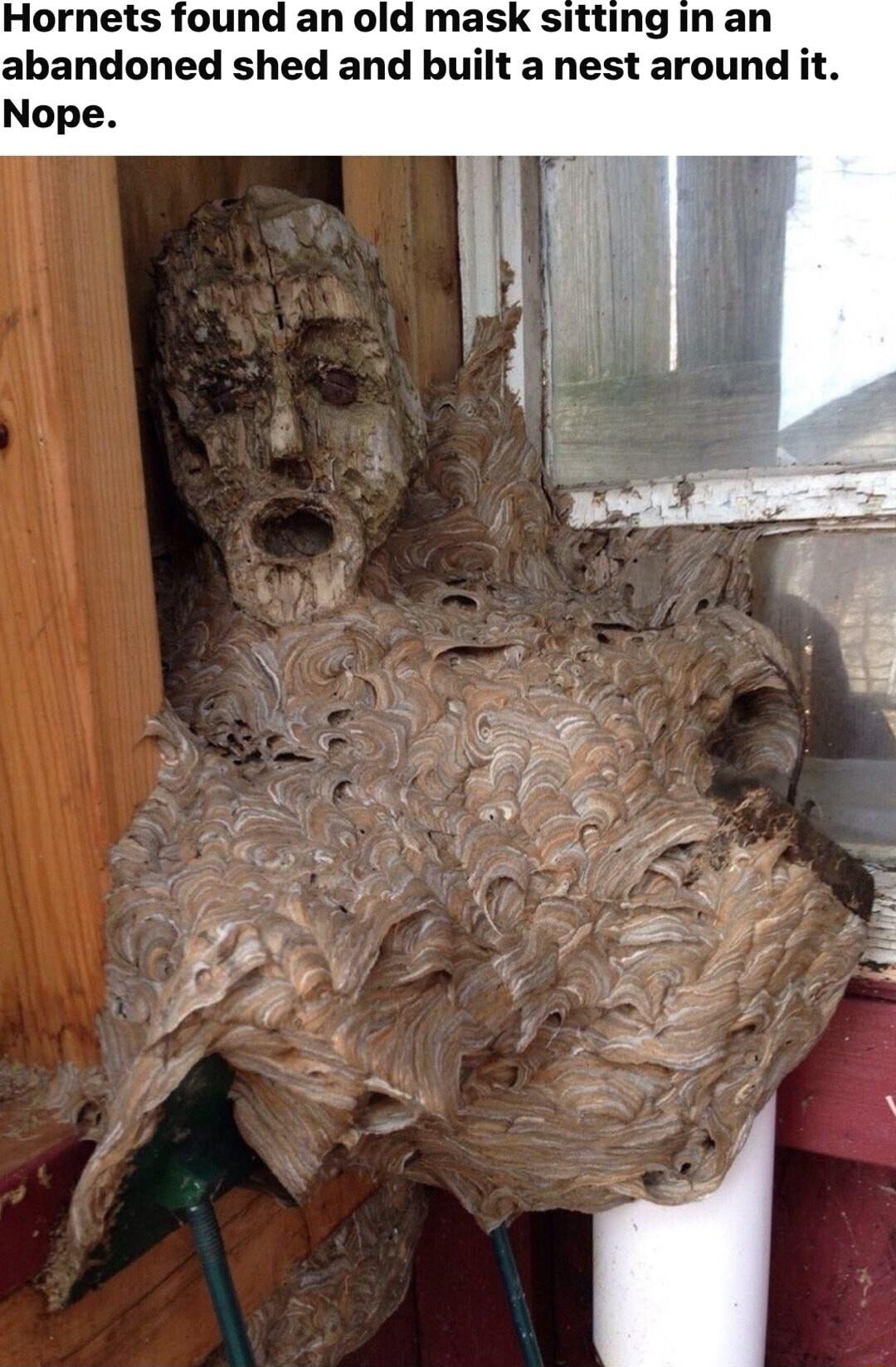 Hornets found an old mask sitting in an abandoned shed and built a nest around it Nope