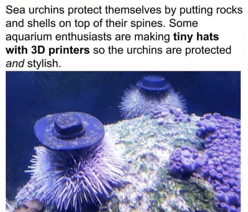 Sea urchins protect themselves by putting rocks and shells on top of their spines Some aquarium enthusiasts are making tiny hats with 3D printers so the urchins are protected and stylish