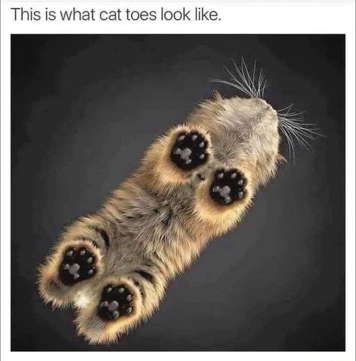 This is what cat toes look like