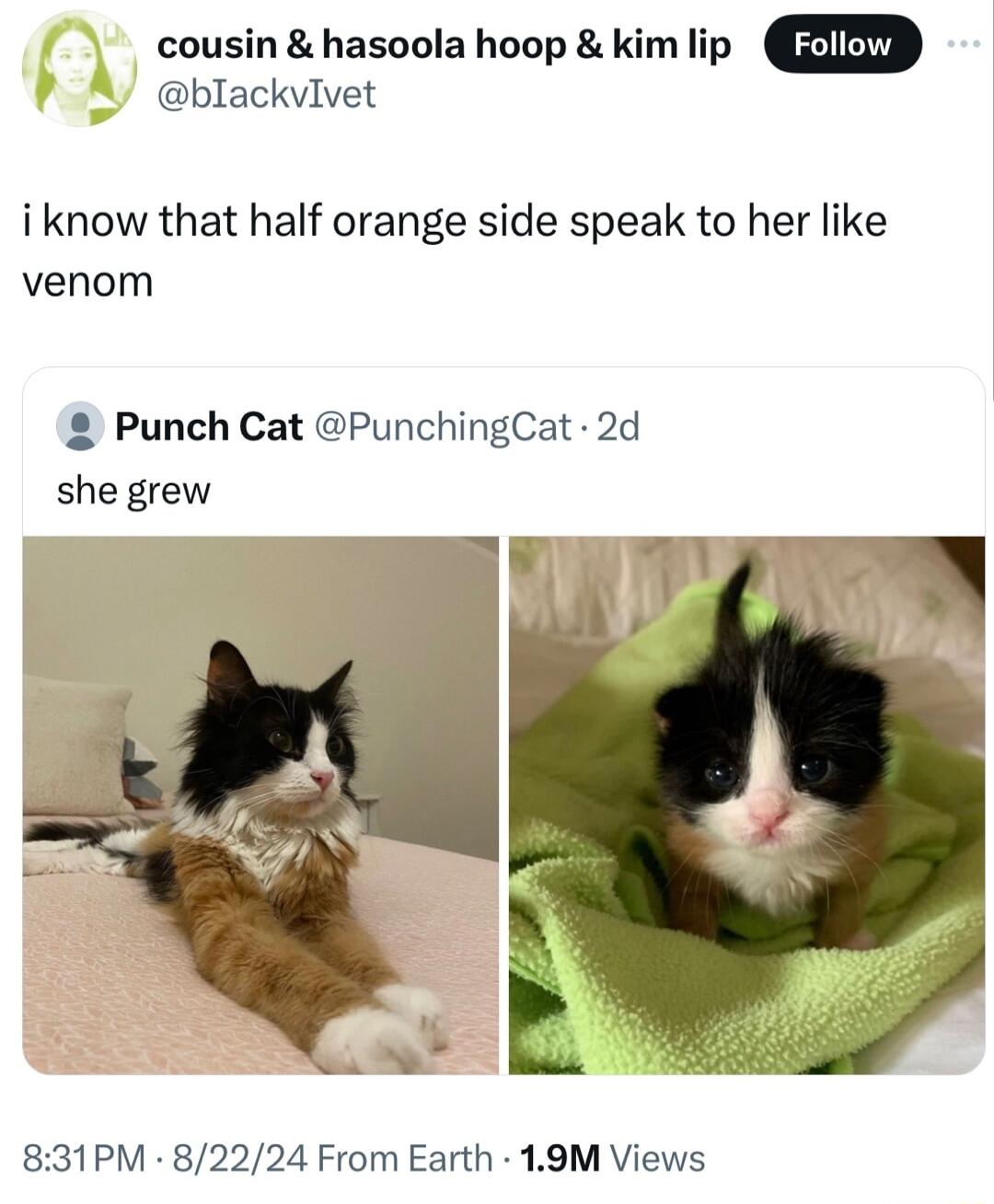 4 cousin hasoola hoop kim lip o blackvivet i know that half orange side speak to her like venom Punch Cat PunchingCat 2d she grew 831PM 82224 From Earth 19M Views