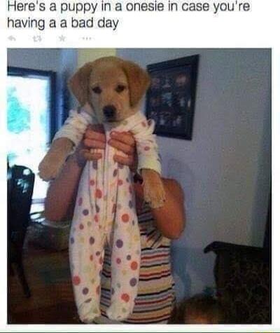 leres a puppy in a onesie in case you having a a bad day
