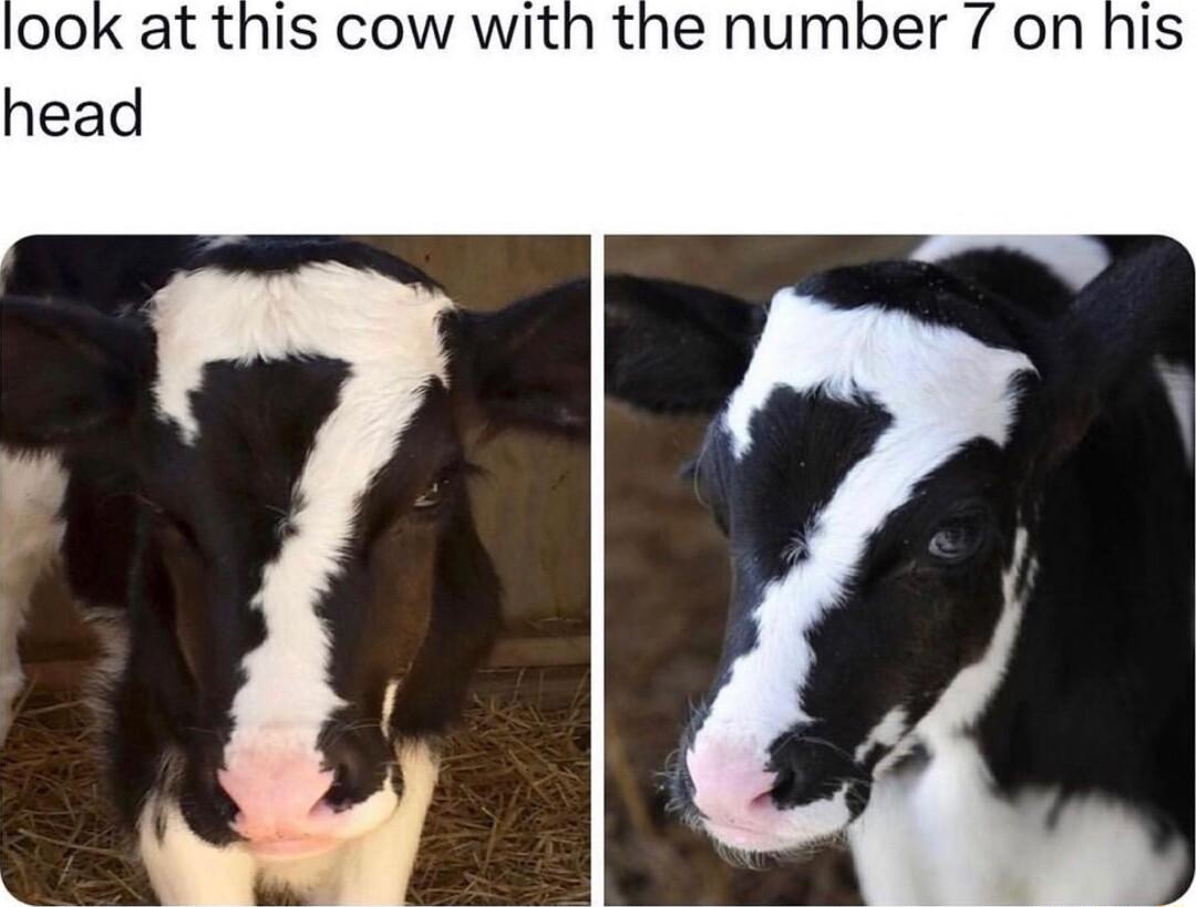 00K at this cow with the number 7 on