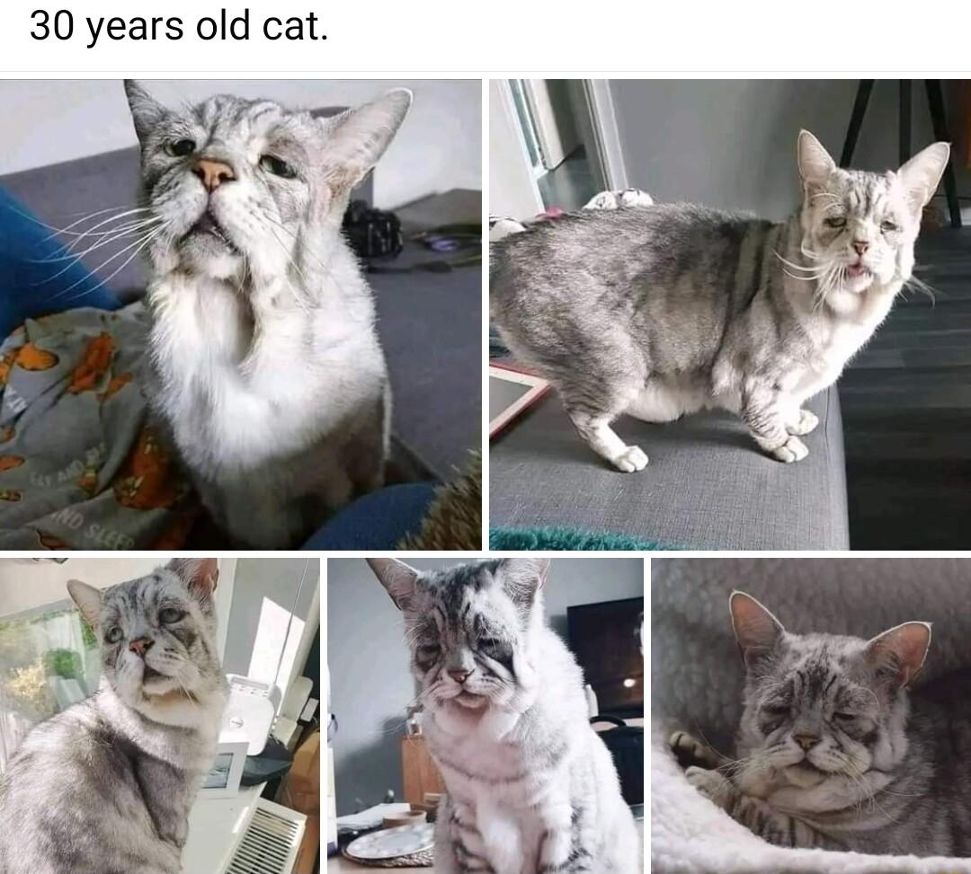 30 years old cat