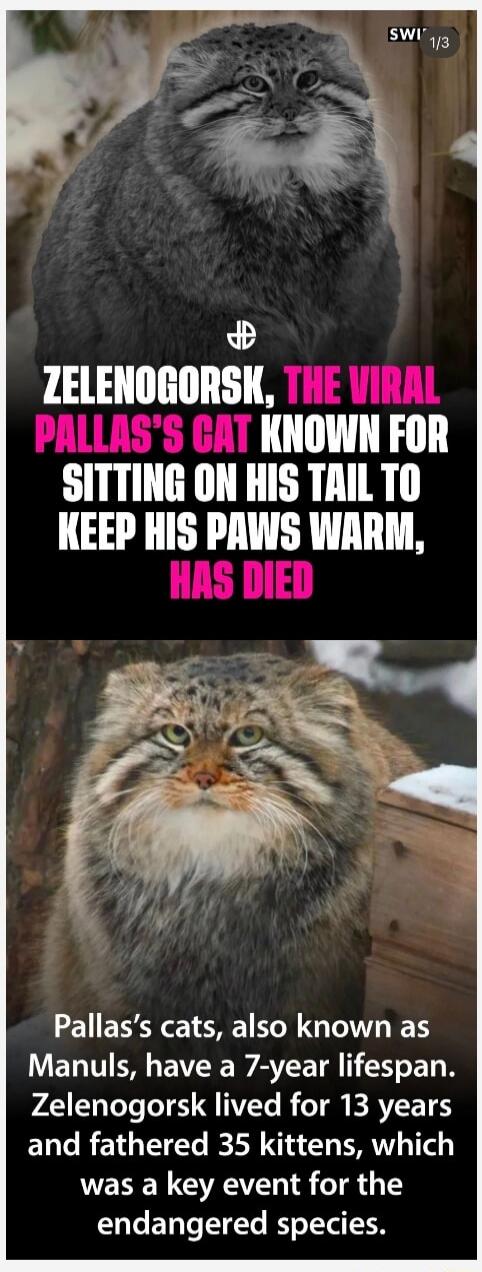 ZELENOGORSK, THE VIRAL PALLA'S CAT KNOWN FOR SITTING ON HIS TAIL TO KEEP HIS PAWS WARM, HAS DIED
Pallas's cats, also known as Manuls, have a 7-year lifespan. Zelenogorsk lived for 13 years and fathered 35 kittens, which was a key event for the endangered species.