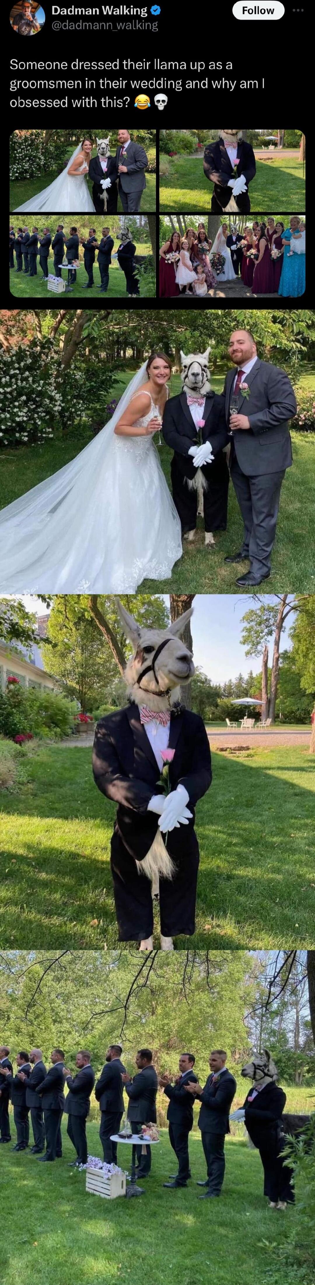 Dadman Walking Follow J Someone dressed their llamaup as a groomsmen in their wedding and why am obsessed with this