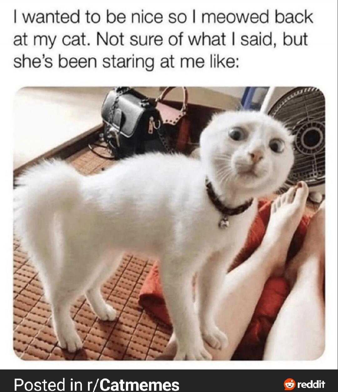 I wanted to be nice so I meowed back at my cat. Not sure of what I said, but she’s been staring at me like:

Posted in r/Catmeme