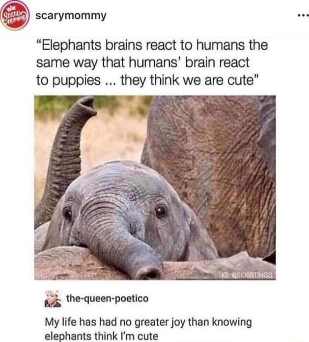 scarymommy Elephants brains react to humans the same way that humans brain react to puppies they think we are cute 44 the queen poetico My life has had no greater joy than knowing elephants think Im cute