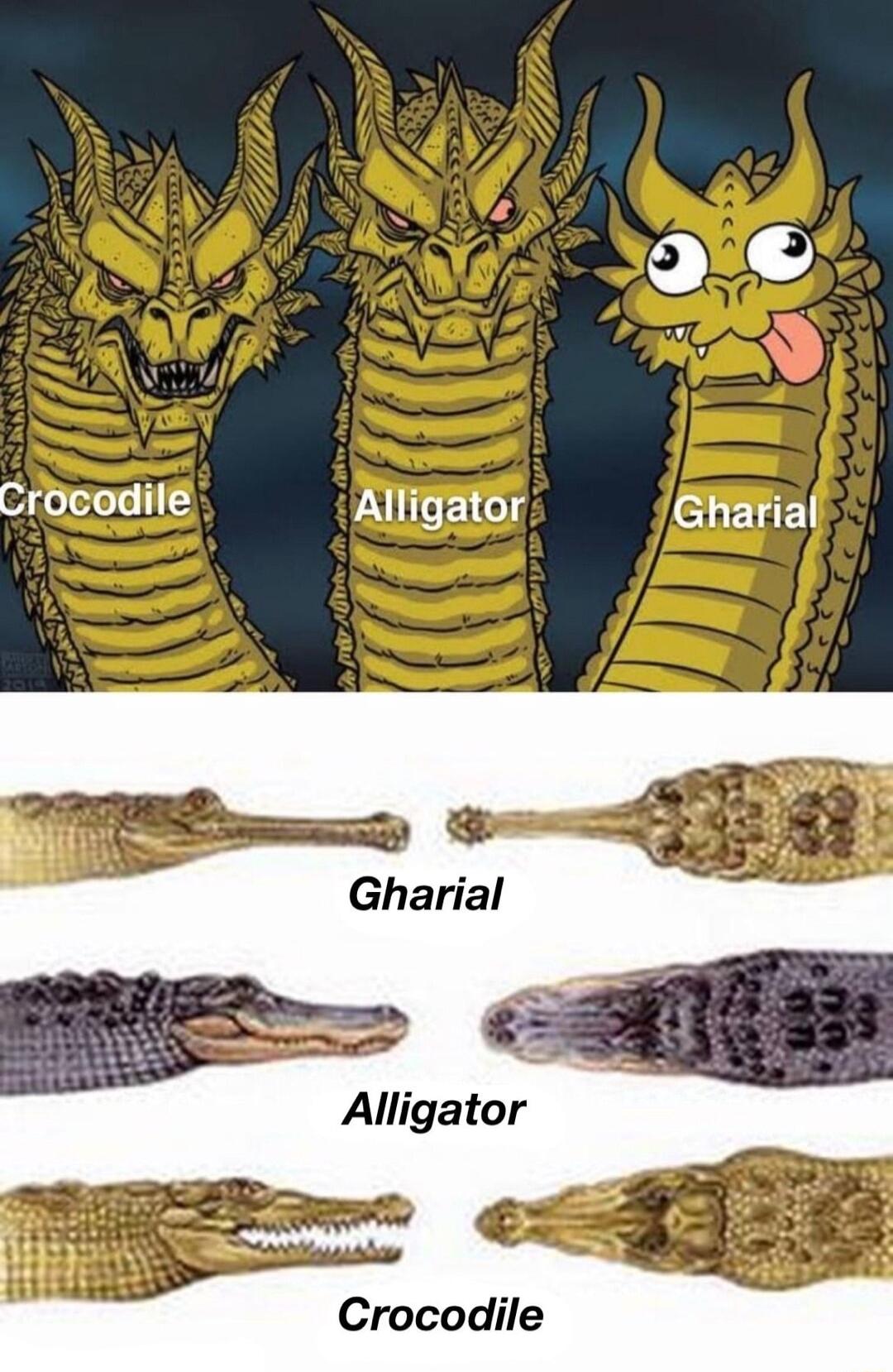 Crocodil Alligator Gharial Alligator Crocodile