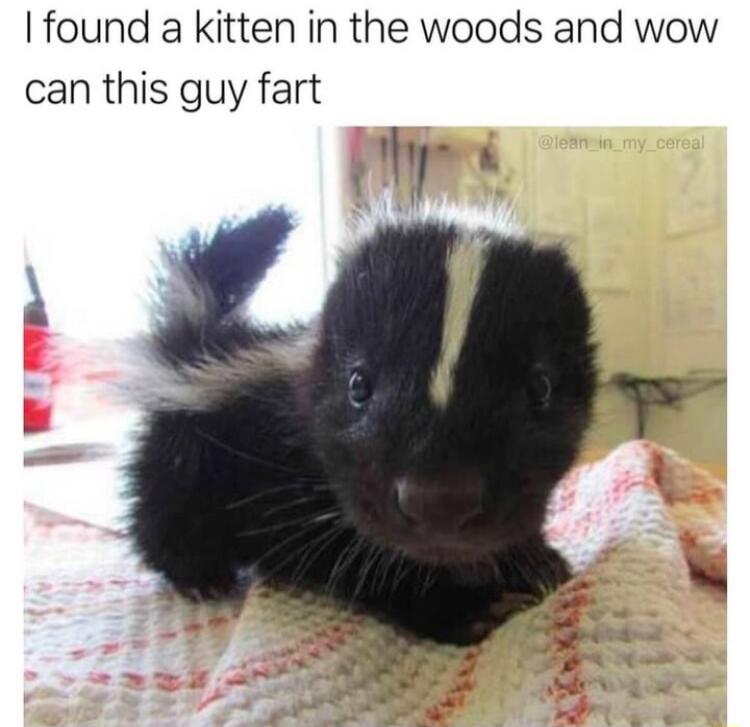 found a kitten in the woods and wow can this guy fart L