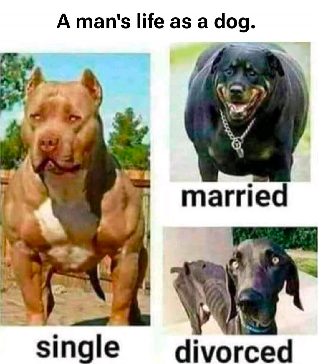 A man's life as a dog.
single
married
divorced