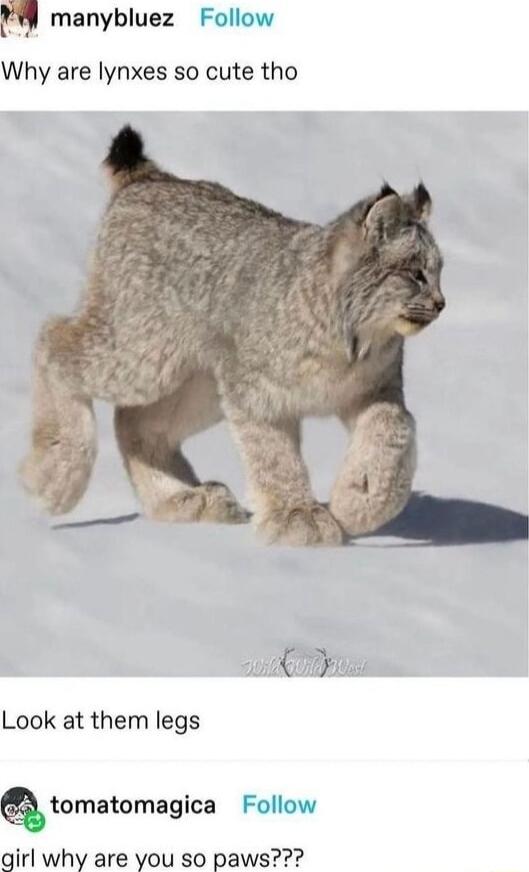 H manybluez Follow Why are lynxes so cute tho Look at them legs tomatomagica Follow girl why are you so paws