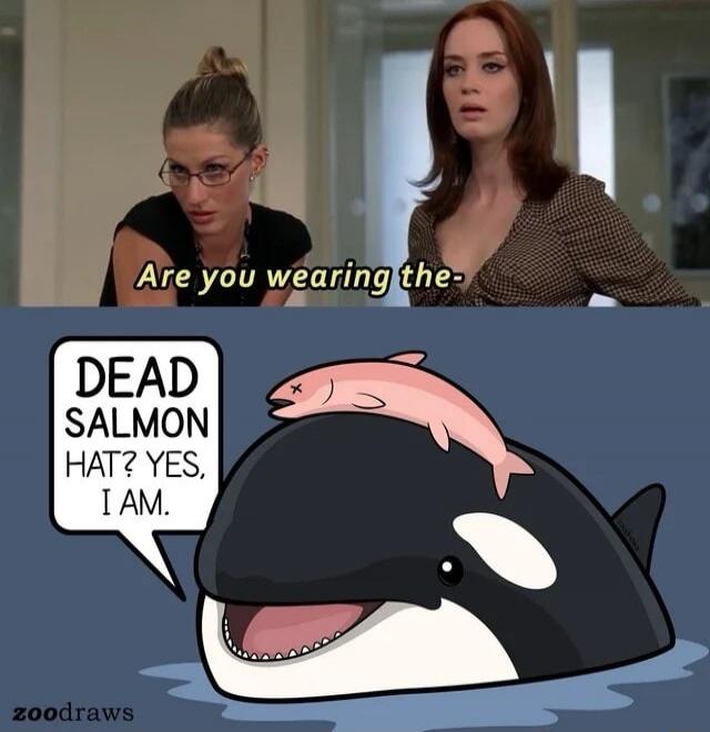 Are you wearing the- DEAD SALMON HAT? YES, I AM.