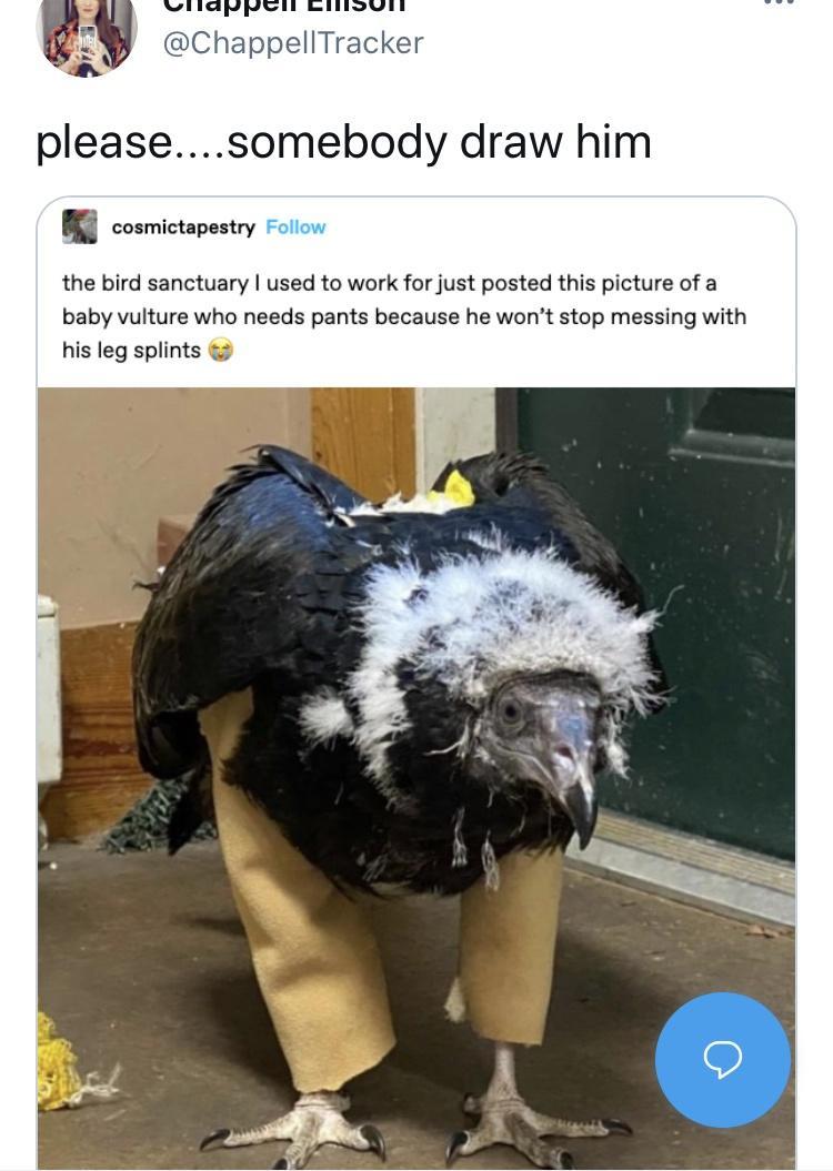 ChappellTracker pleasesomebody draw him n cosmictapestry the bird sanctuary used to work for just posted this picture of a baby vulture who needs pants because he wont stop messing with his leg splints