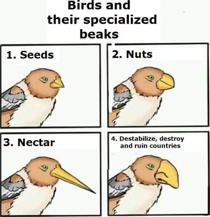 Birds and their specialized beaks 4 Destabilize destroy and ruin countries