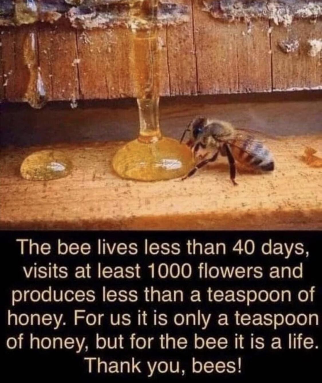 s 2T AL GCR o CERNVERNEEER G E RO N EVES visits at least 1000 flowers and produces less than a teaspoon of alela AVAR oI VNI SN olg YA R CEE oleloy of honey but for the bee it is a life Thank you bees