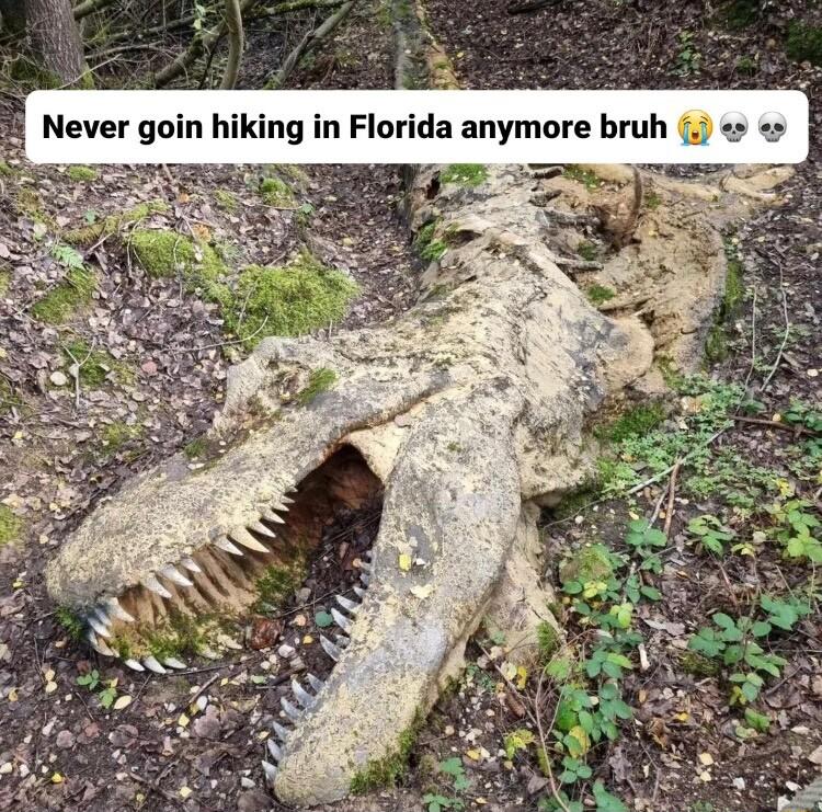 Never goin hiking in Florida anymore bruh