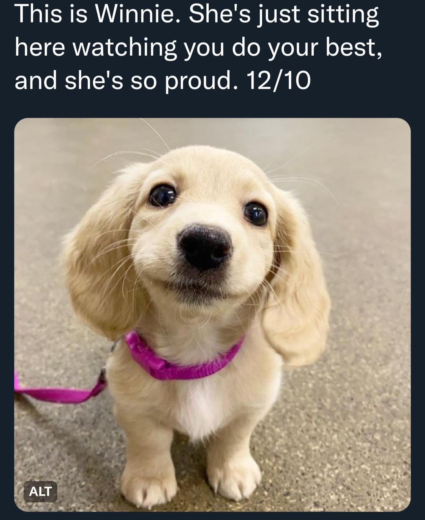 WeRateDogs 1 rates This is Winnie Shes just sitting here watching you do your best and shes so proud 1210