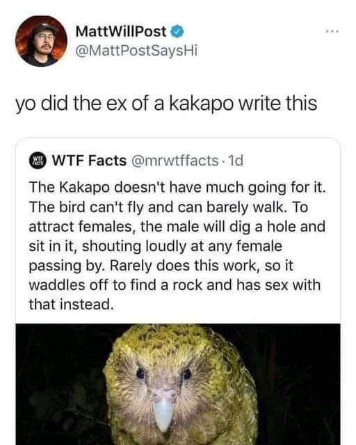 MattWillPost MattPostSaysHi yo did the ex of a kakapo write this WTF Facts mrwiffacts 1d The Kakapo doesnt have much going for it The bird cant fly and can barely walk To attract females the male will dig a hole and sit in it shouting loudly at any female passing by Rarely does this work so it waddles off to find a rock and has sex with that instead