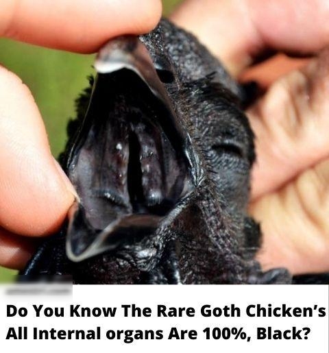 Do You Know The Rare Goth Chickens All Internal organs Are 100 Black