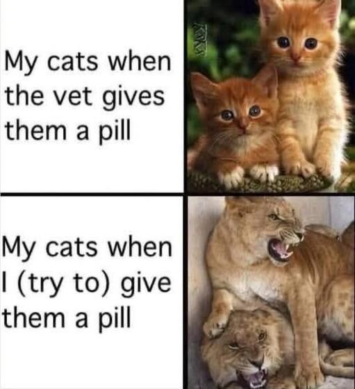 My cats when the vet gives them a pill
My cats when I (try to) give them a pill